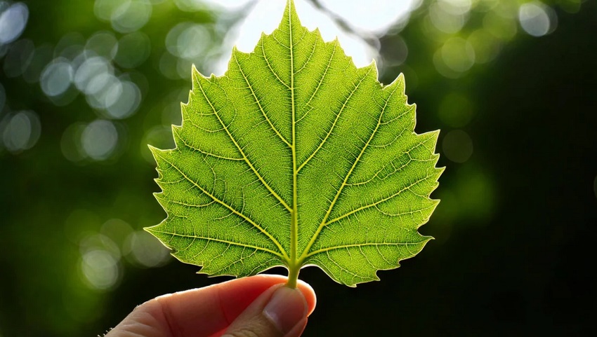 Declaración Ambiental de Producto